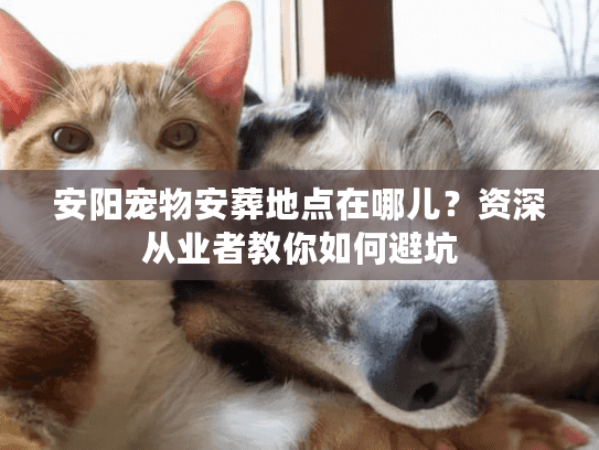 安阳宠物安葬地点在哪儿?资深从业者教你如何避坑 安阳宠物安葬地点在哪儿?资深从业者教你如何避坑
