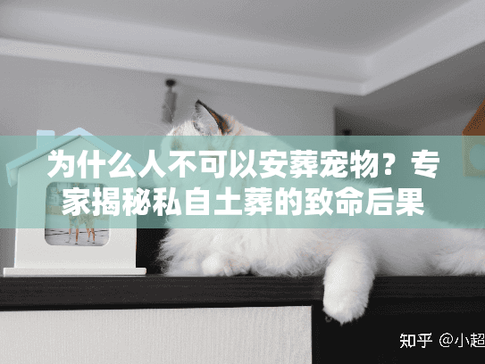 为什么人不可以安葬宠物？专家揭秘私自土葬的致命后果