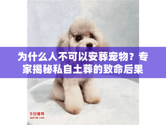 为什么人不可以安葬宠物？专家揭秘私自土葬的致命后果