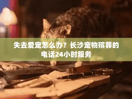 失去爱宠怎么办？长沙宠物殡葬的电话24小时服务