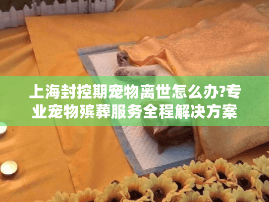 上海封控期宠物离世怎么办?专业宠物殡葬服务全程解决方案