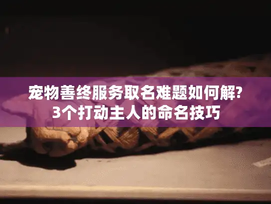 宠物善终服务取名难题如何解?3个打动主人的命名技巧