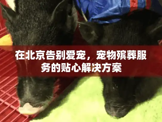在北京告别爱宠，宠物殡葬服务的贴心解决方案