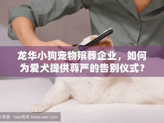 龙华小狗宠物殡葬企业，如何为爱犬提供尊严的告别仪式？