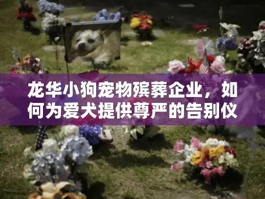 龙华小狗宠物殡葬企业，如何为爱犬提供尊严的告别仪式？