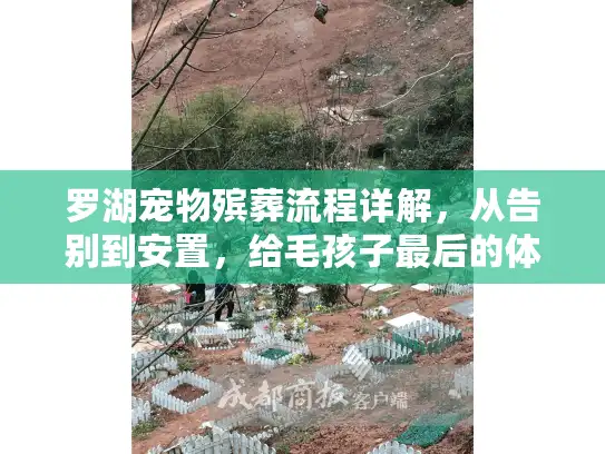 罗湖宠物殡葬流程详解，从告别到安置，给毛孩子最后的体面