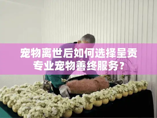 宠物离世后如何选择呈贡专业宠物善终服务? 宠物离世后如何选择呈贡专业宠物善终服务?