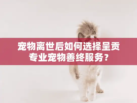 宠物离世后如何选择呈贡专业宠物善终服务? 宠物离世后如何选择呈贡专业宠物善终服务?