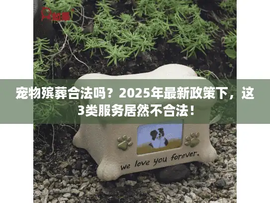 宠物殡葬合法吗？2025年最新政策下，这3类服务居然不合法！