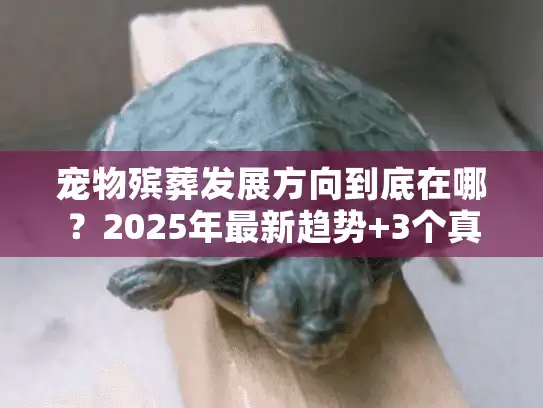 宠物殡葬发展方向到底在哪？2025年最新趋势+3个真实案例告诉你答案