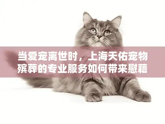 当爱宠离世时，上海天佑宠物殡葬的专业服务如何带来慰藉？