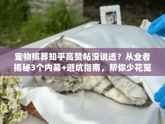 宠物殡葬知乎高赞帖没说透？从业者揭秘3个内幕+避坑指南，帮你少花冤枉钱