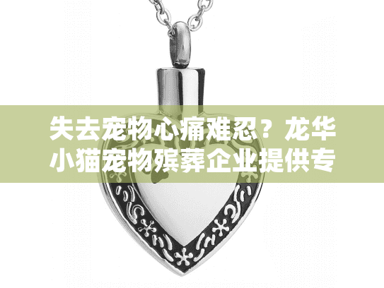 失去宠物心痛难忍?龙华小猫宠物殡葬企业提供专业告别服务 失去宠物心痛难忍?龙华小猫宠物殡葬企业提供专业告别服务