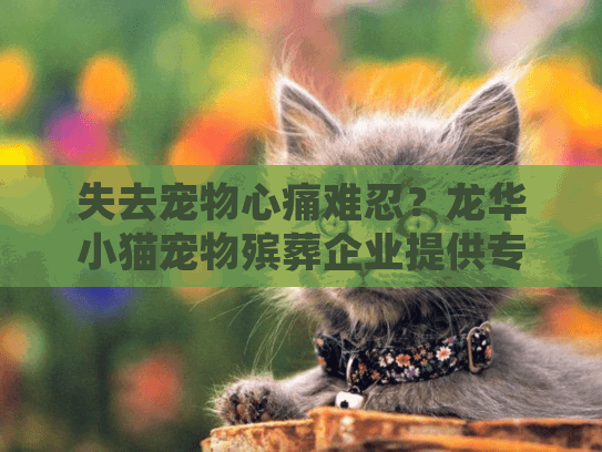 失去宠物心痛难忍?龙华小猫宠物殡葬企业提供专业告别服务 失去宠物心痛难忍?龙华小猫宠物殡葬企业提供专业告别服务