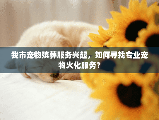 我市宠物殡葬服务兴起，如何寻找专业宠物火化服务？