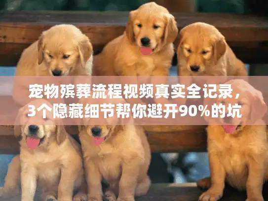 宠物殡葬流程视频真实全记录，3个隐藏细节帮你避开90%的坑？