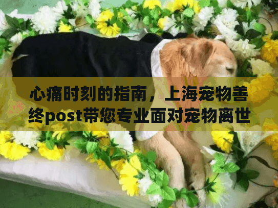 心痛时刻的指南，上海宠物善终post带您专业面对宠物离世！