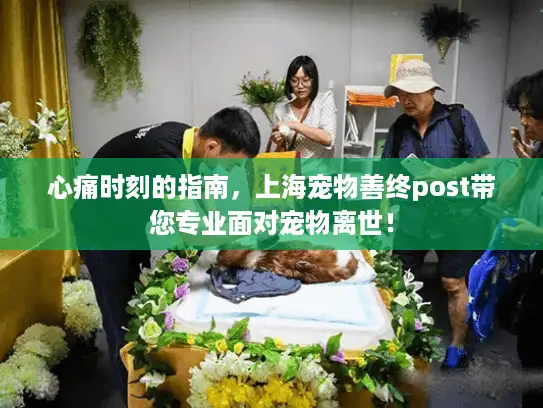 心痛时刻的指南，上海宠物善终post带您专业面对宠物离世！