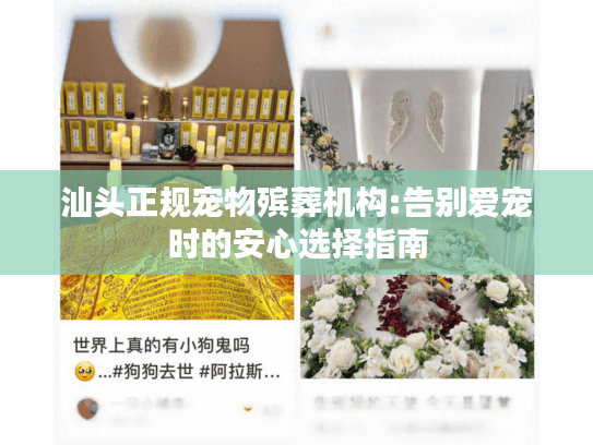 汕头正规宠物殡葬机构:告别爱宠时的安心选择指南