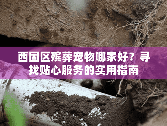 西固区殡葬宠物哪家好?寻找贴心服务的实用指南 西固区殡葬宠物哪家好?寻找贴心服务的实用指南