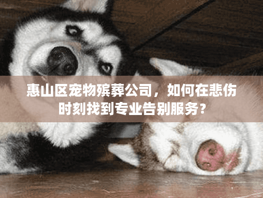 惠山区宠物殡葬公司，如何在悲伤时刻找到专业告别服务？