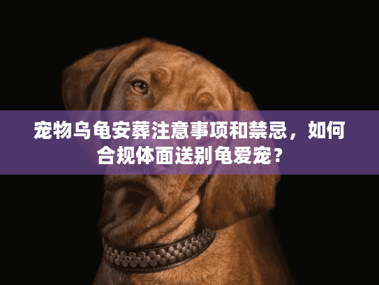 宠物乌龟安葬注意事项和禁忌，如何合规体面送别龟爱宠？