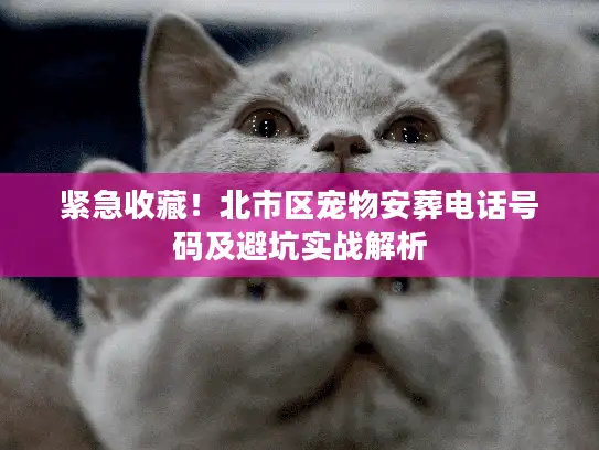 紧急收藏!北市区宠物安葬电话号码及避坑实战解析 紧急收藏!北市区宠物安葬电话号码及避坑实战解析