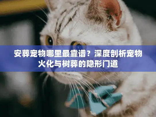 安葬宠物哪里最靠谱？深度剖析宠物火化与树葬的隐形门道