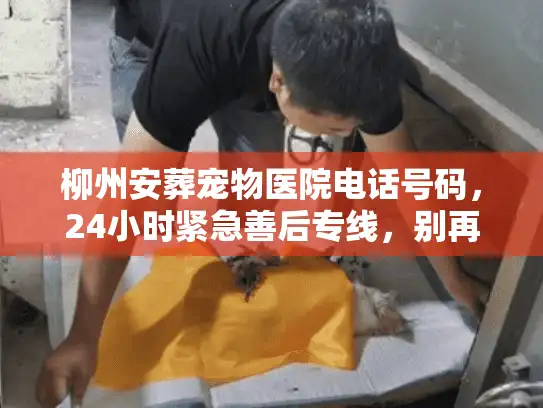 柳州安葬宠物医院电话号码,24小时紧急善后专线,别再盲目拨 柳州安葬宠物医院电话号码,24小时紧急善后专线,别再盲目拨