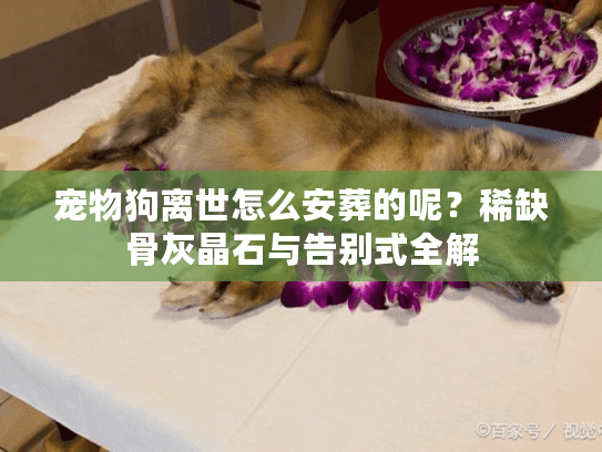 宠物狗离世怎么安葬的呢？稀缺骨灰晶石与告别式全解