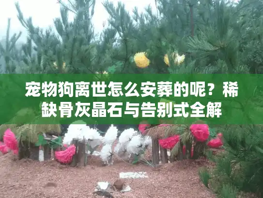 宠物狗离世怎么安葬的呢？稀缺骨灰晶石与告别式全解