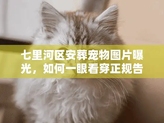 七里河区安葬宠物图片曝光，如何一眼看穿正规告别厅现场？