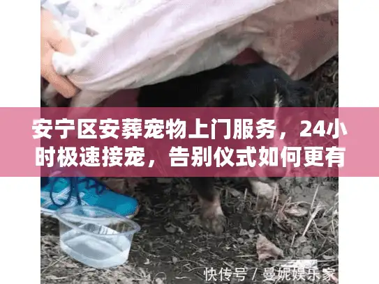 安宁区安葬宠物上门服务，24小时极速接宠，告别仪式如何更有尊严？