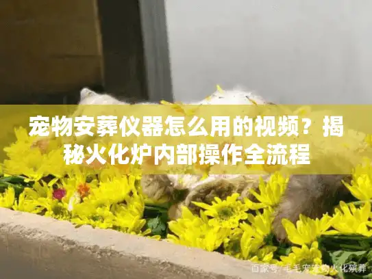 宠物安葬仪器怎么用的视频？揭秘火化炉内部操作全流程