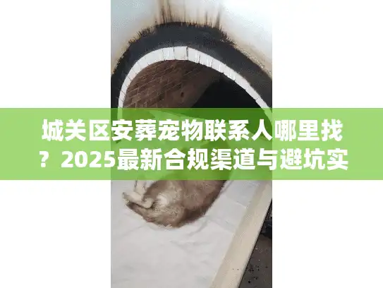 城关区安葬宠物联系人哪里找？2025最新合规渠道与避坑实况