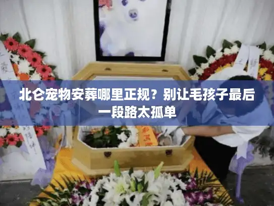 北仑宠物安葬哪里正规?别让毛孩子最后一段路太孤单 北仑宠物安葬哪里正规?别让毛孩子最后一段路太孤单