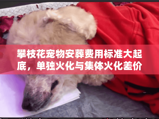 攀枝花宠物安葬费用标准大起底，单独火化与集体火化差价惊人
