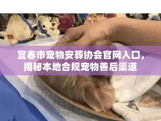 宜春市宠物安葬协会官网入口，揭秘本地合规宠物善后渠道