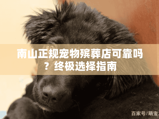 南山正规宠物殡葬店可靠吗？终极选择指南