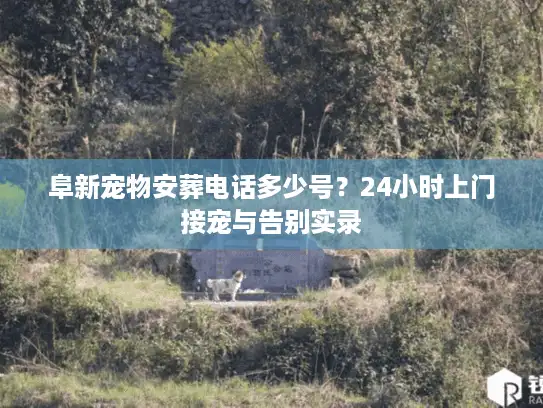 阜新宠物安葬电话多少号？24小时上门接宠与告别实录