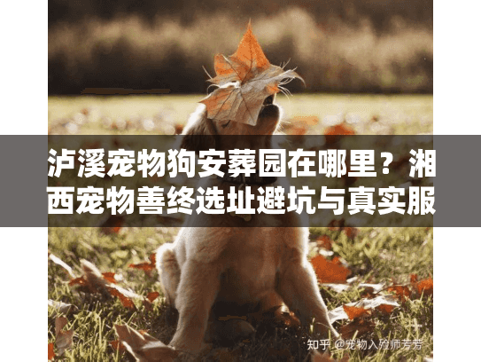 泸溪宠物狗安葬园在哪里？湘西宠物善终选址避坑与真实服务解析