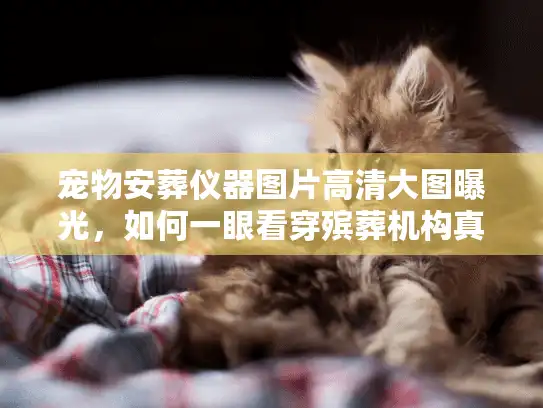 宠物安葬仪器图片高清大图曝光，如何一眼看穿殡葬机构真伪？