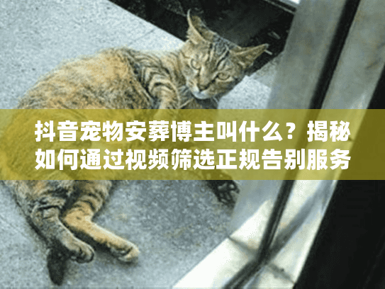 抖音宠物安葬博主叫什么？揭秘如何通过视频筛选正规告别服务