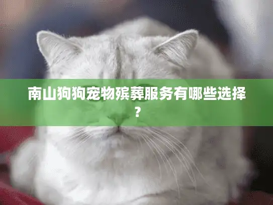 南山狗狗宠物殡葬服务有哪些选择？