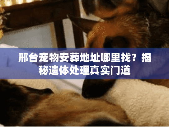 邢台宠物安葬地址哪里找？揭秘遗体处理真实门道