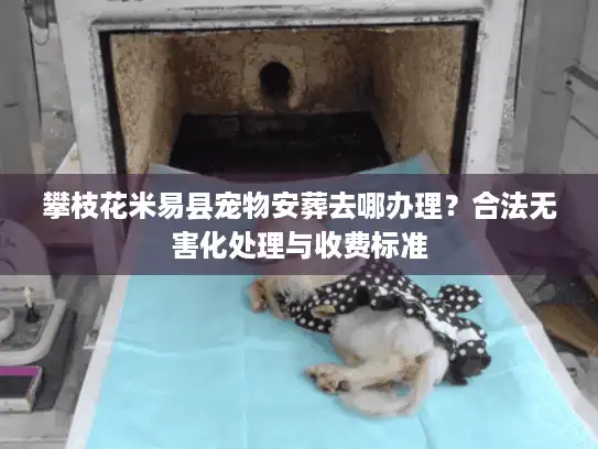 攀枝花米易县宠物安葬去哪办理？合法无害化处理与收费标准