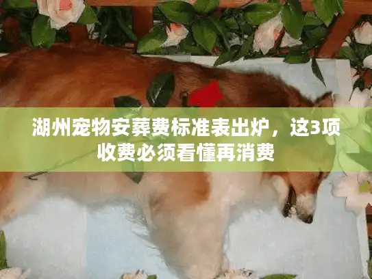 湖州宠物安葬费标准表出炉,这3项收费必须看懂再消费 湖州宠物安葬费标准表出炉,这3项收费必须看懂再消费