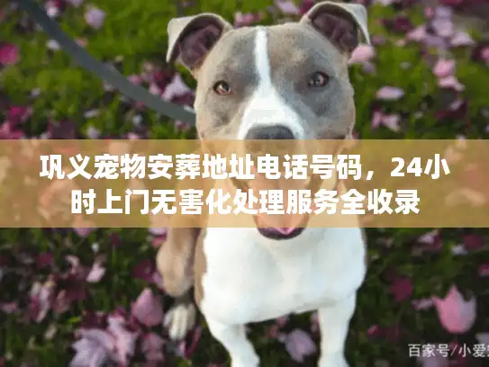 巩义宠物安葬地址电话号码，24小时上门无害化处理服务全收录