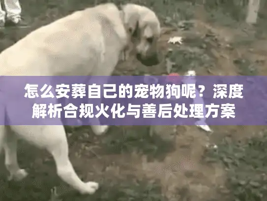 怎么安葬自己的宠物狗呢？深度解析合规火化与善后处理方案