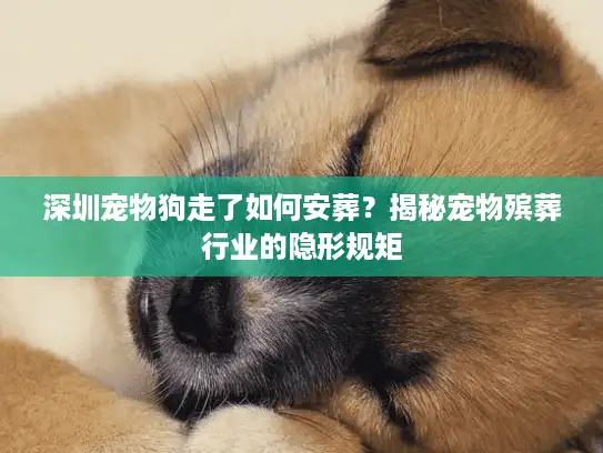 深圳宠物狗走了如何安葬?揭秘宠物殡葬行业的隐形规矩 深圳宠物狗走了如何安葬?揭秘宠物殡葬行业的隐形规矩